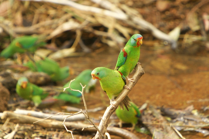 A collection of bright green parrots in the water and on a branch