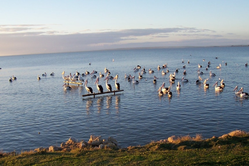 A flock of pelicans in the water near a lake's edge.