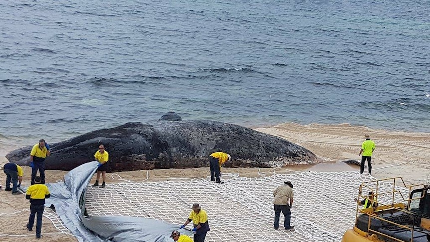 A 45-tonne sperm whale sits on a beach in Hopetoun WA, as shire workers attempt to remove it.