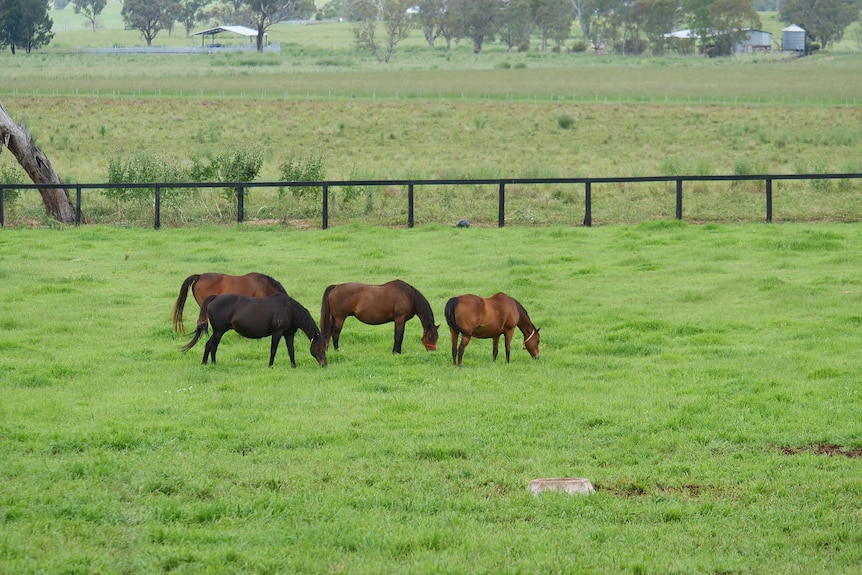 Four pregnant mares grazing in a lush green paddock. 