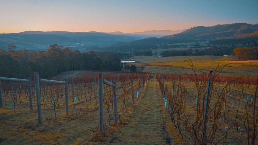 A view of rows of vines in a vineyard, with mountains behind and a pink sunset.