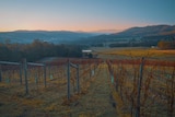A view of rows of vines in a vineyard, with mountains behind and a pink sunset.