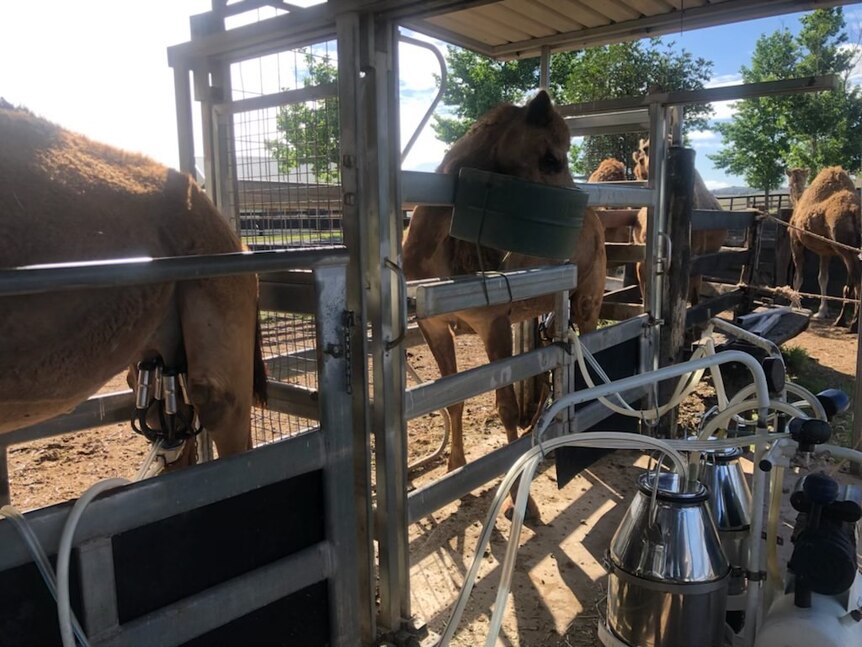Camels standing in stalls being machine milked