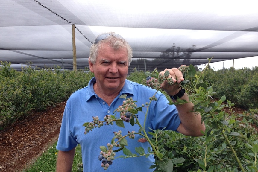 A man in a blueberry farm holding up some fruit