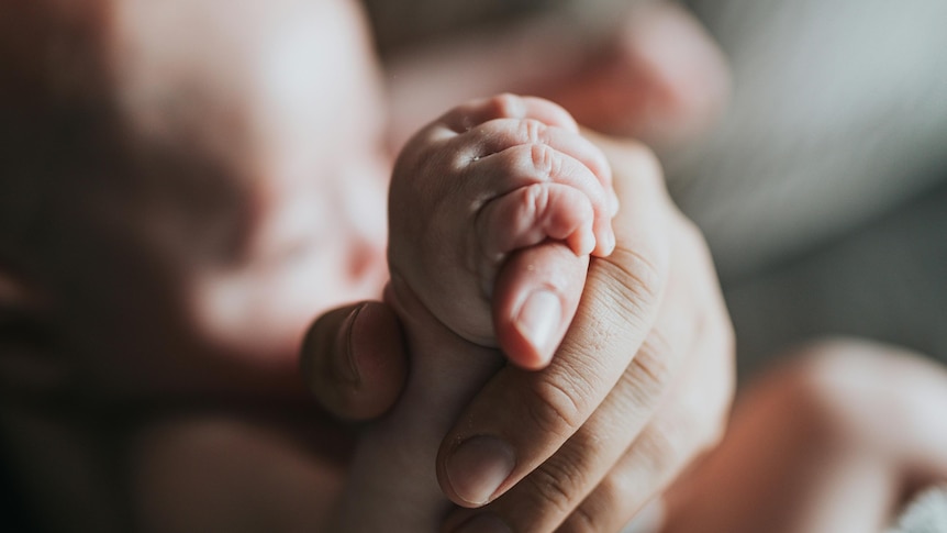 A premature baby's hand holds the fingers of an adult hand.