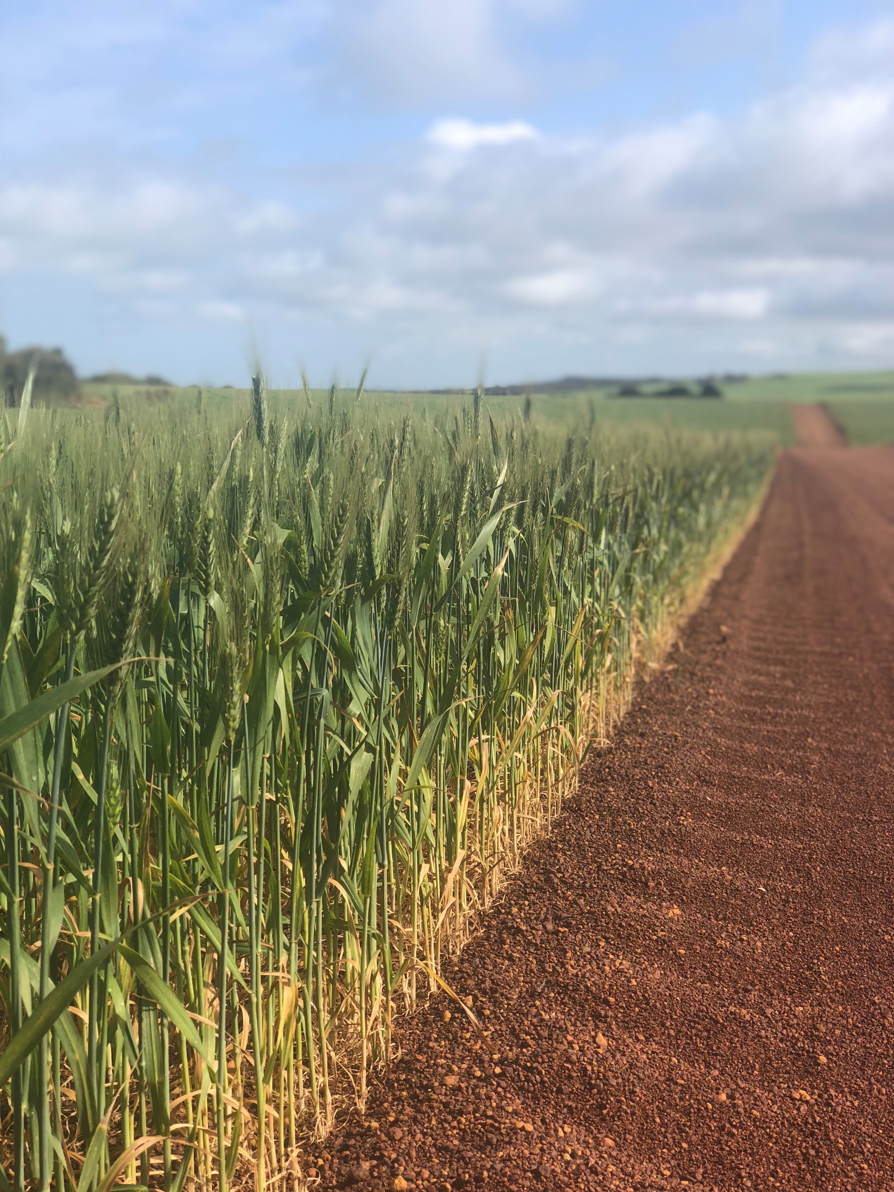 A wheat crop.