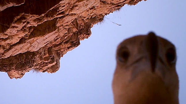 Sea eagle steals motion camera
