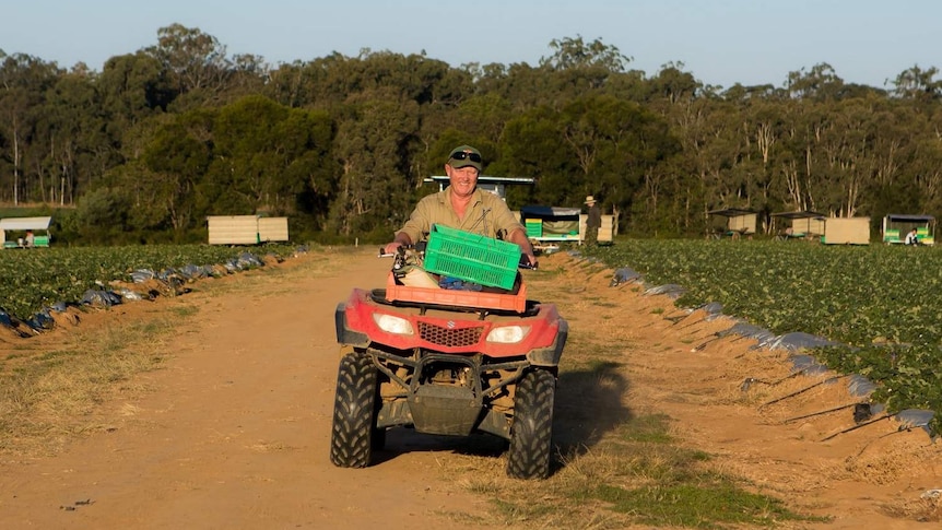 Man rides a quad bike through a field of strawberries