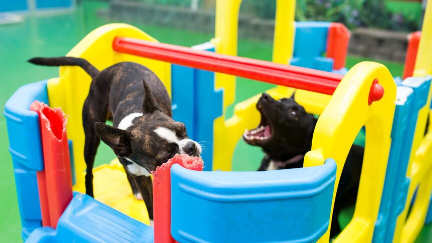 A kelpie barks at a Boston Terrier gnawing on a play gym.