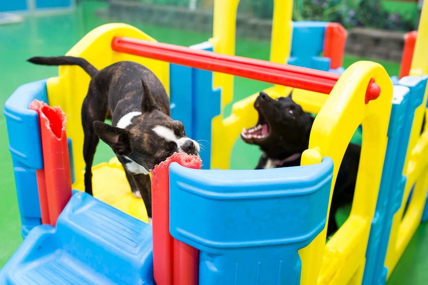 A kelpie barks at a Boston Terrier gnawing on a play gym.