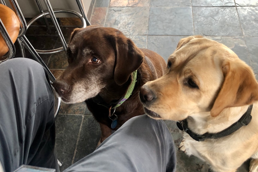 Two large Labradors, one with golden fur and one with a chocolate brown coat.