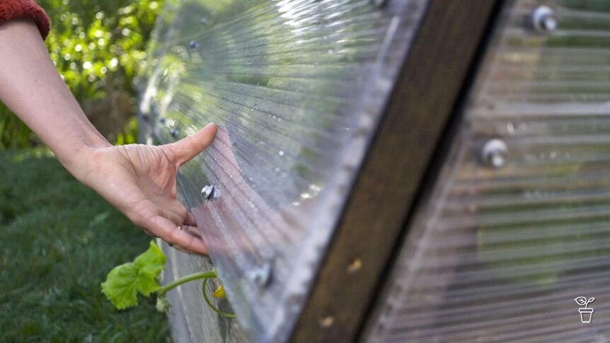 A person lifting the lid of a cold frame in a garden.
