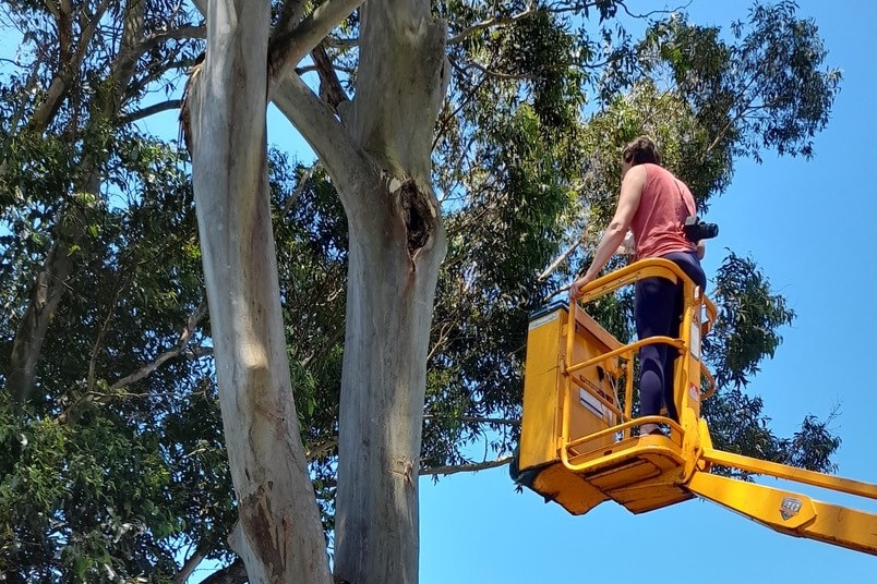Person in a cherry picker next to a gum tree.