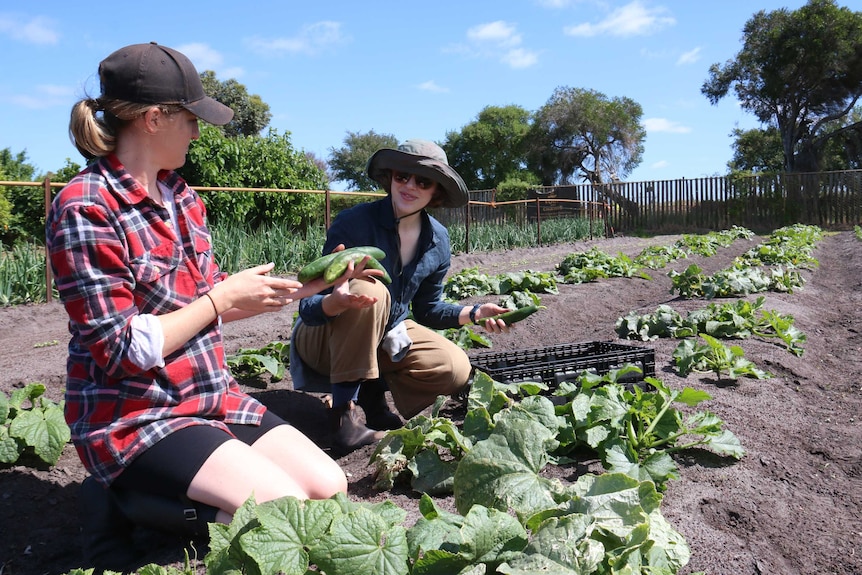 Volunteers for charity Food for Change harvest vegetables and herbs at the group's farm in Clayton South.