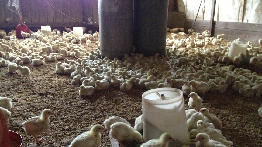 Chickens in brooder shed