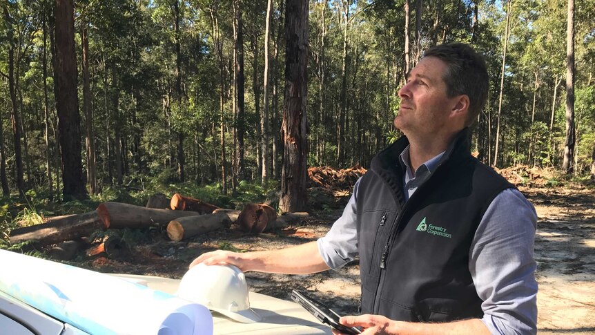 forestry corporation manager on a logging site at Newry State Forest, NSW North Coast.