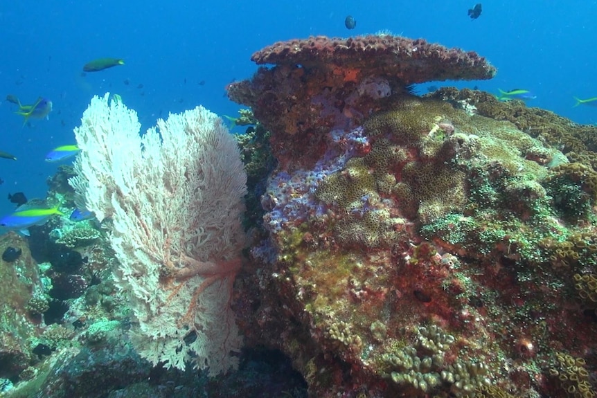 coral and fish in the Solitary Islands Marine Park 