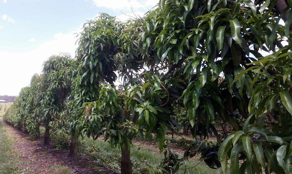 Queensland honey gold mangoes aren't flowering