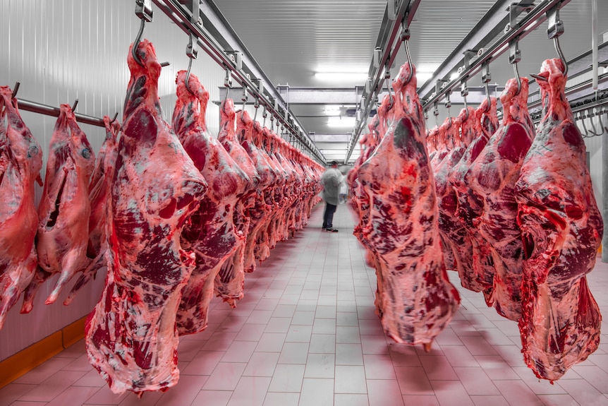 Carcases of freshly slaughtered cattle hang from hooks in rows in a white room.