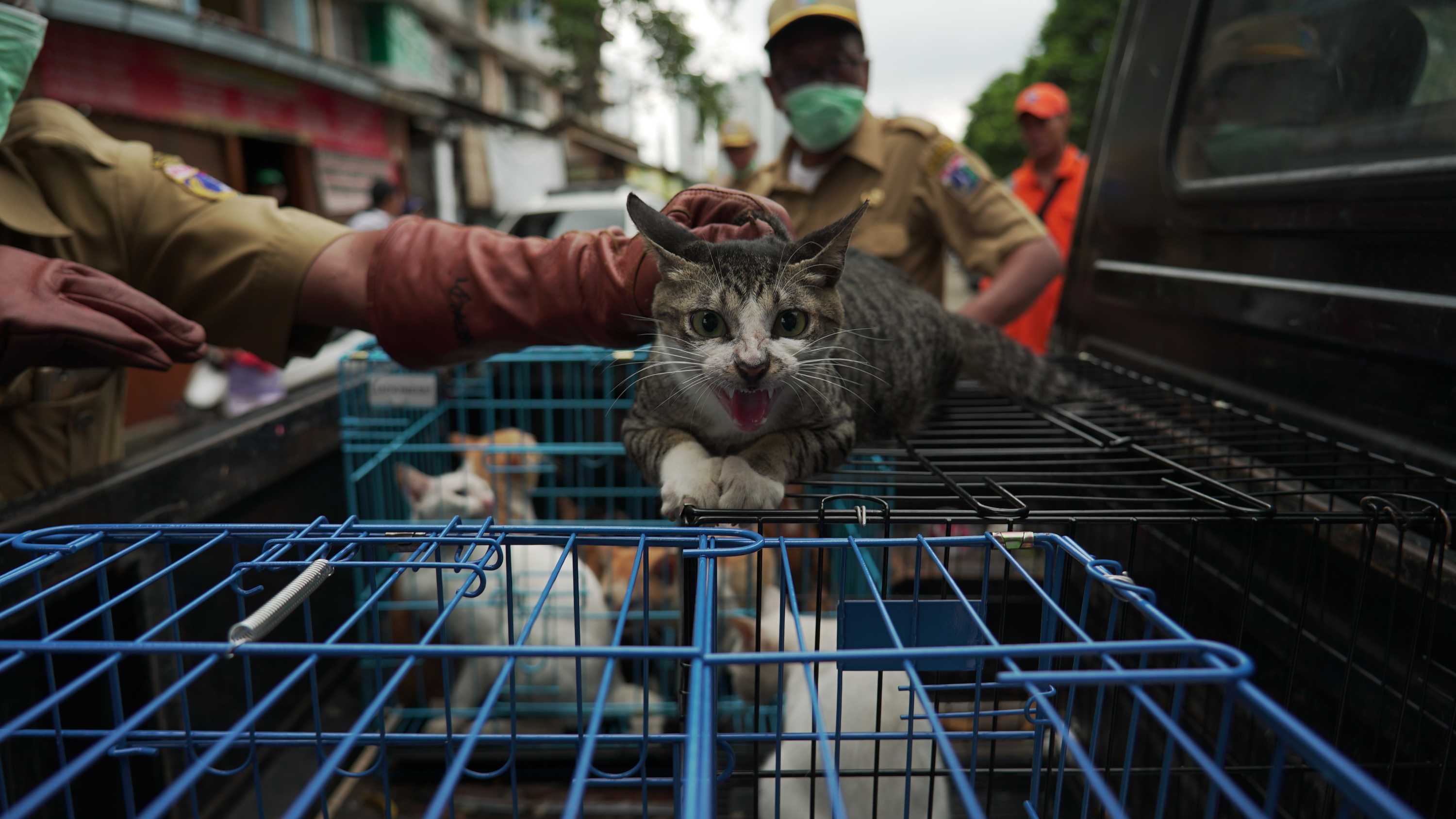 Mengatasi Liarnya Kucing-kucing Jakarta - ABC News