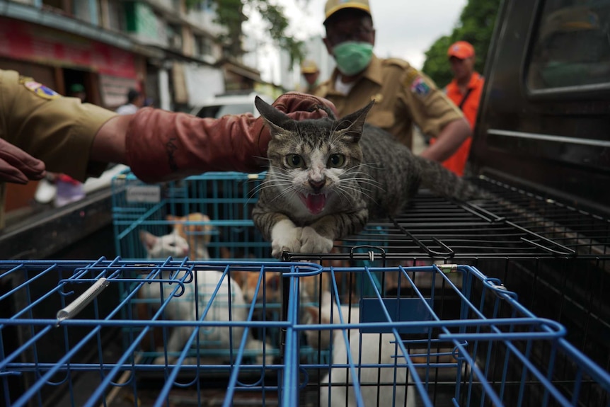 Image of a cat, sitting on a cage and being grabbed by the neck, hissing at the camera.