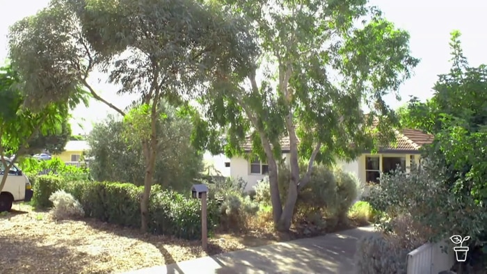 A front garden with a garden filled with Australian native plants.