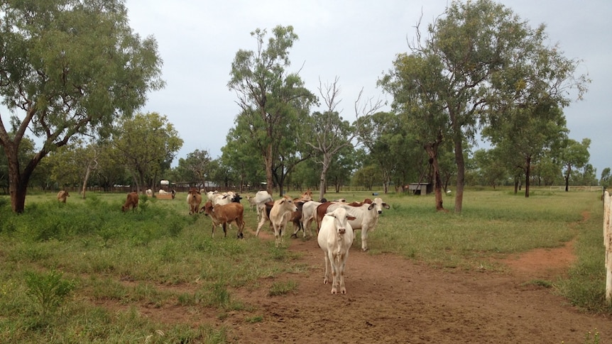 Cattle in the yards on Margaret Downs Station