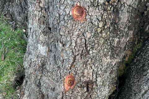 Three holes in a large tree stump 