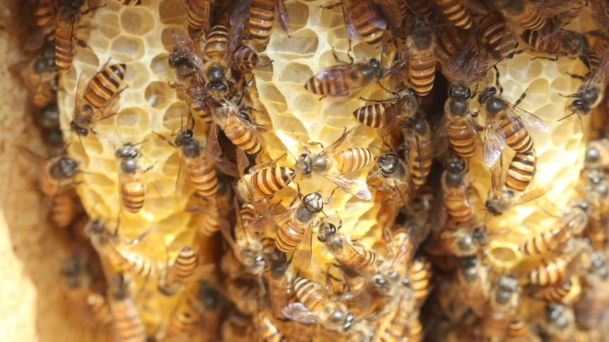 Asian honey bees on a comb as part of a hive