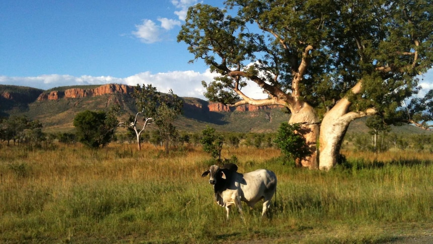 Brahman bull