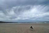 Cloud over a beach in SA as a dog walks along a beach