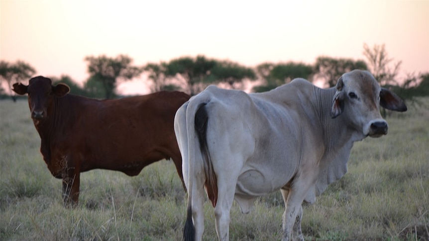 Northern cattle herd