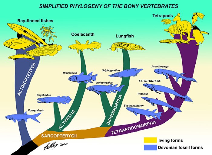 Ancient fish fossil discovered in Canada is a 'missing link' in