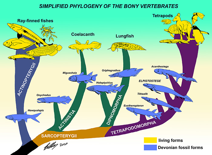Diagram of evolutionary tree of fish