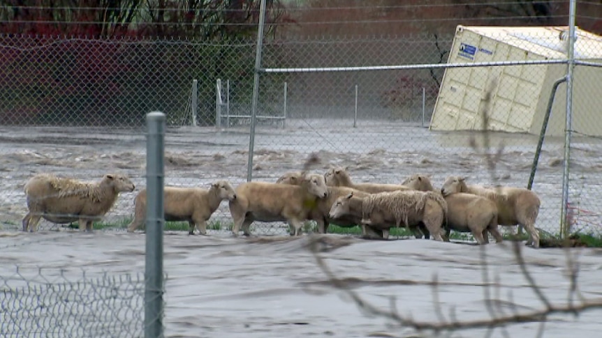 Sheep stand in floodwaters near a wire fence.