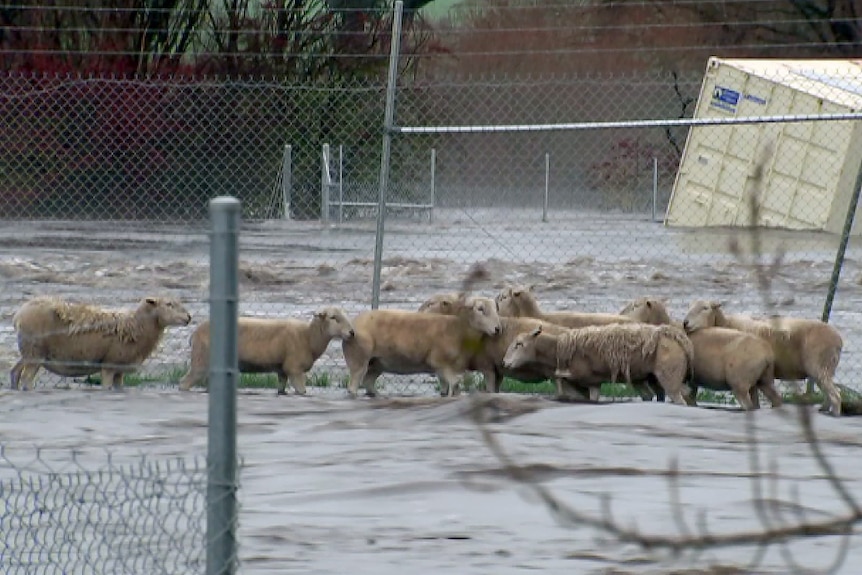 Sheep stand in floodwaters near a wire fence.