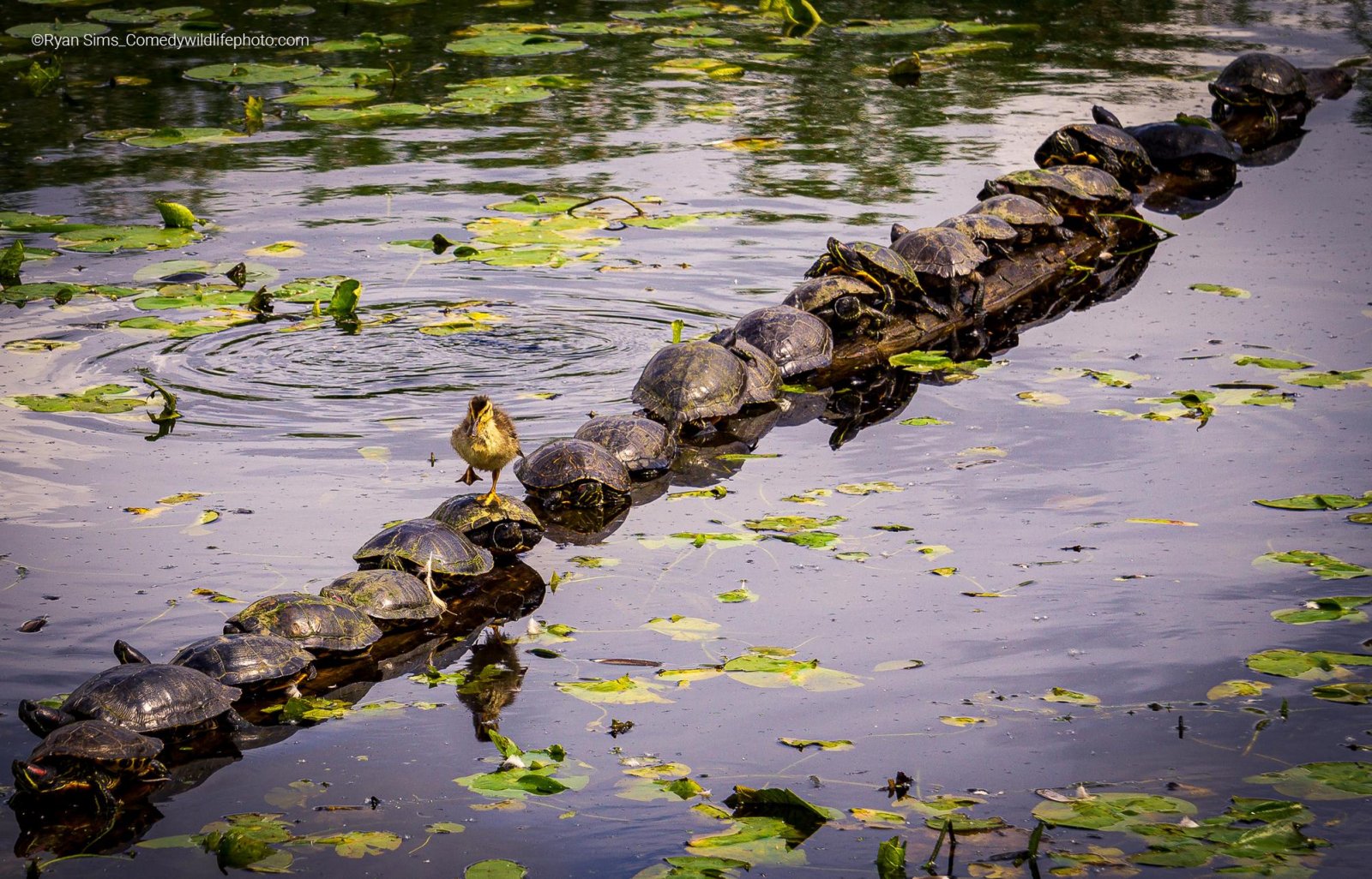 A duckling walks across a turtle covered log at the Juanita wetlands. Surrounded by green lilypads.