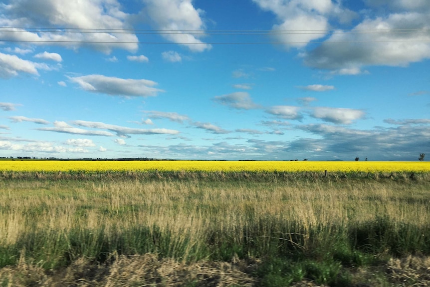 A field of canola in bloom.