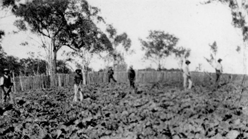 Aboriginal workers on a cabbage garden at Barambah settlement, circa 1912.