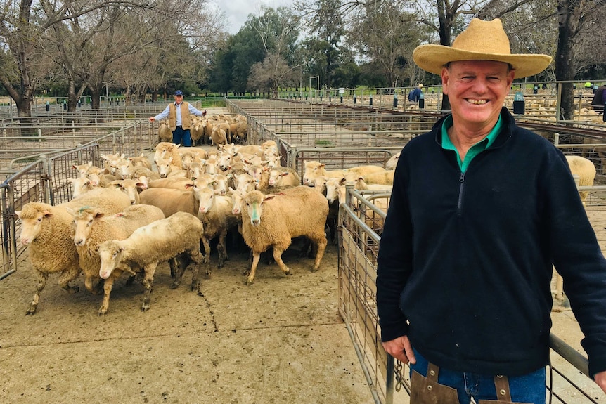 A smiling man with sheep being herded at a saleyards.