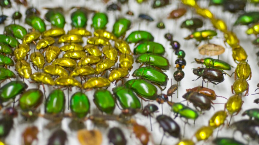 Lines of colourful beetles collected by the Queensland Museum including the Christmas beetle.