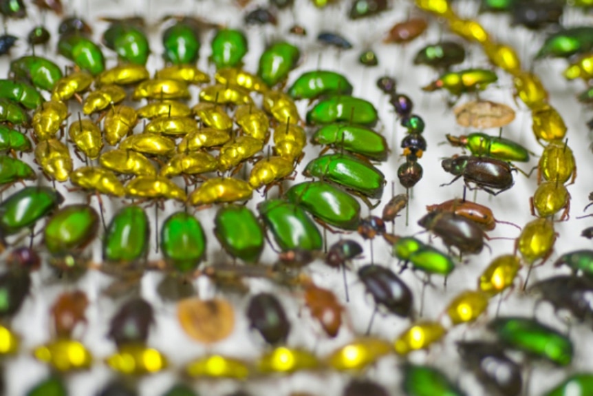 Lines of colourful beetles collected by the Queensland Museum include the Christmas beetle.