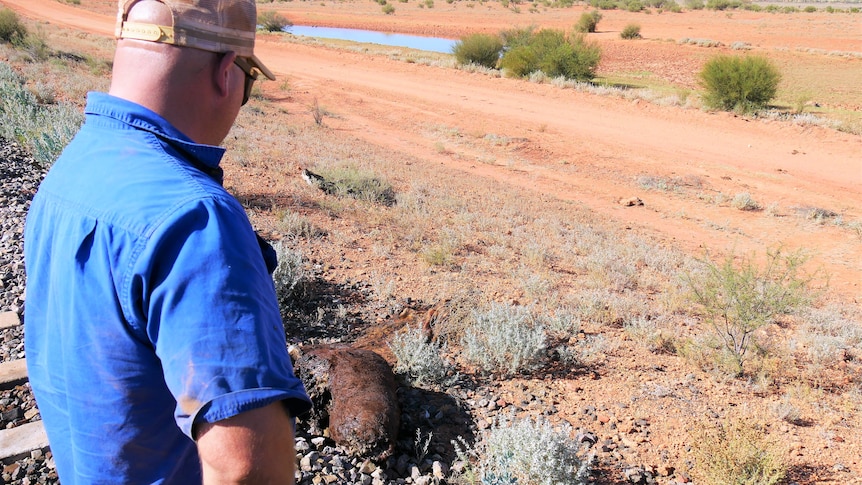 A man in a blue shirt looks down at a dead cow