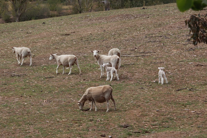 Dorper ewes and lambs surviving the threat of wild dogs