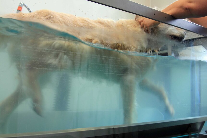 A dog doing hydrotherapy