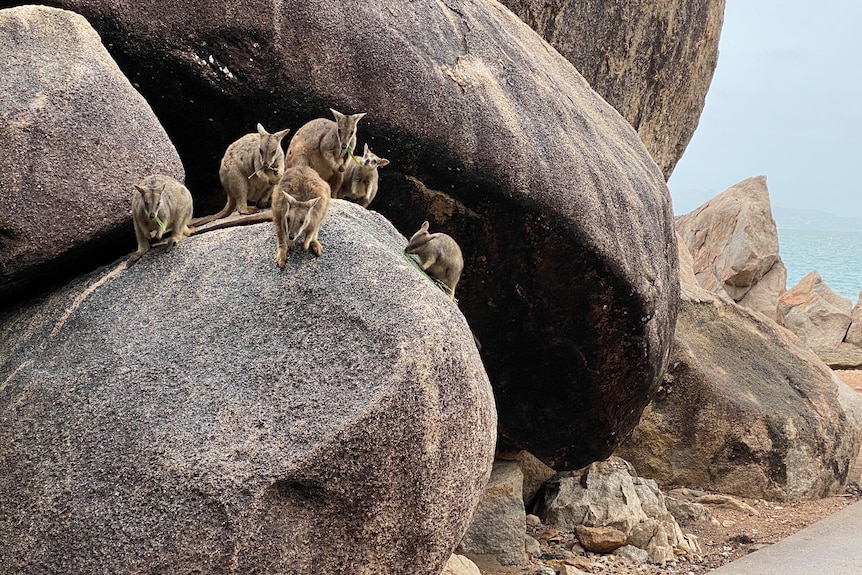 a group of grey rock wallabies standing on rocks