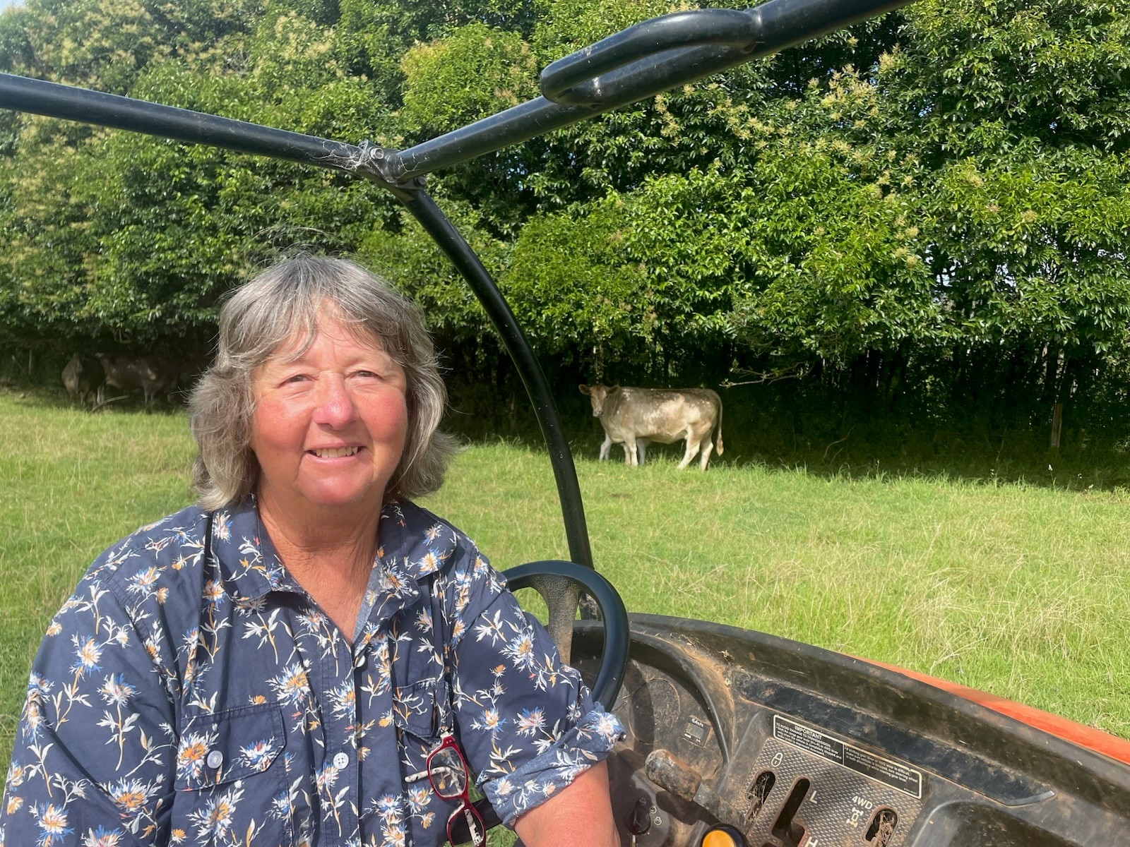 Una mujer sentada en un vehículo agrícola con una vaca gris detrás.