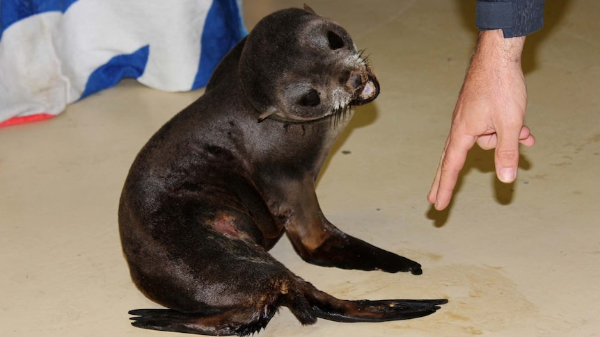 A NZ seal pup nicknamed Emily