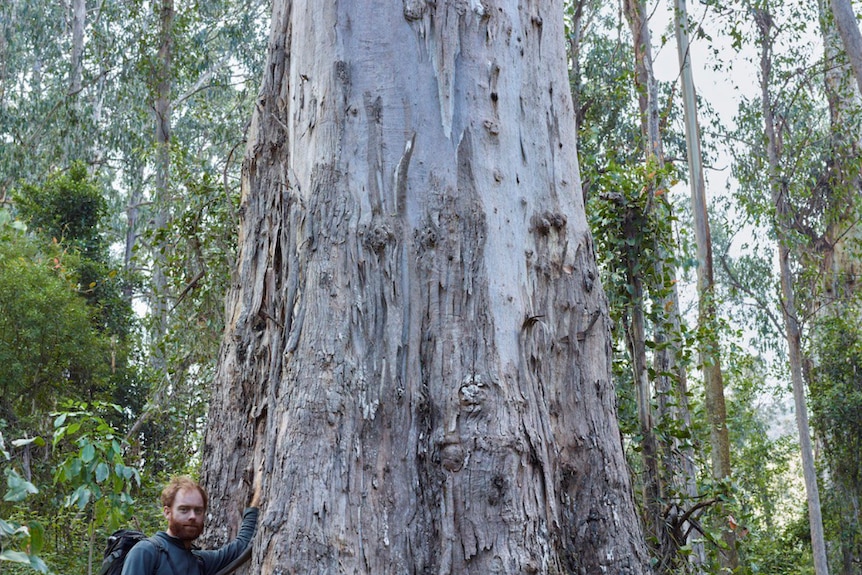 Ed Hill from the Goongerah Environment Centre stands near a big tree.