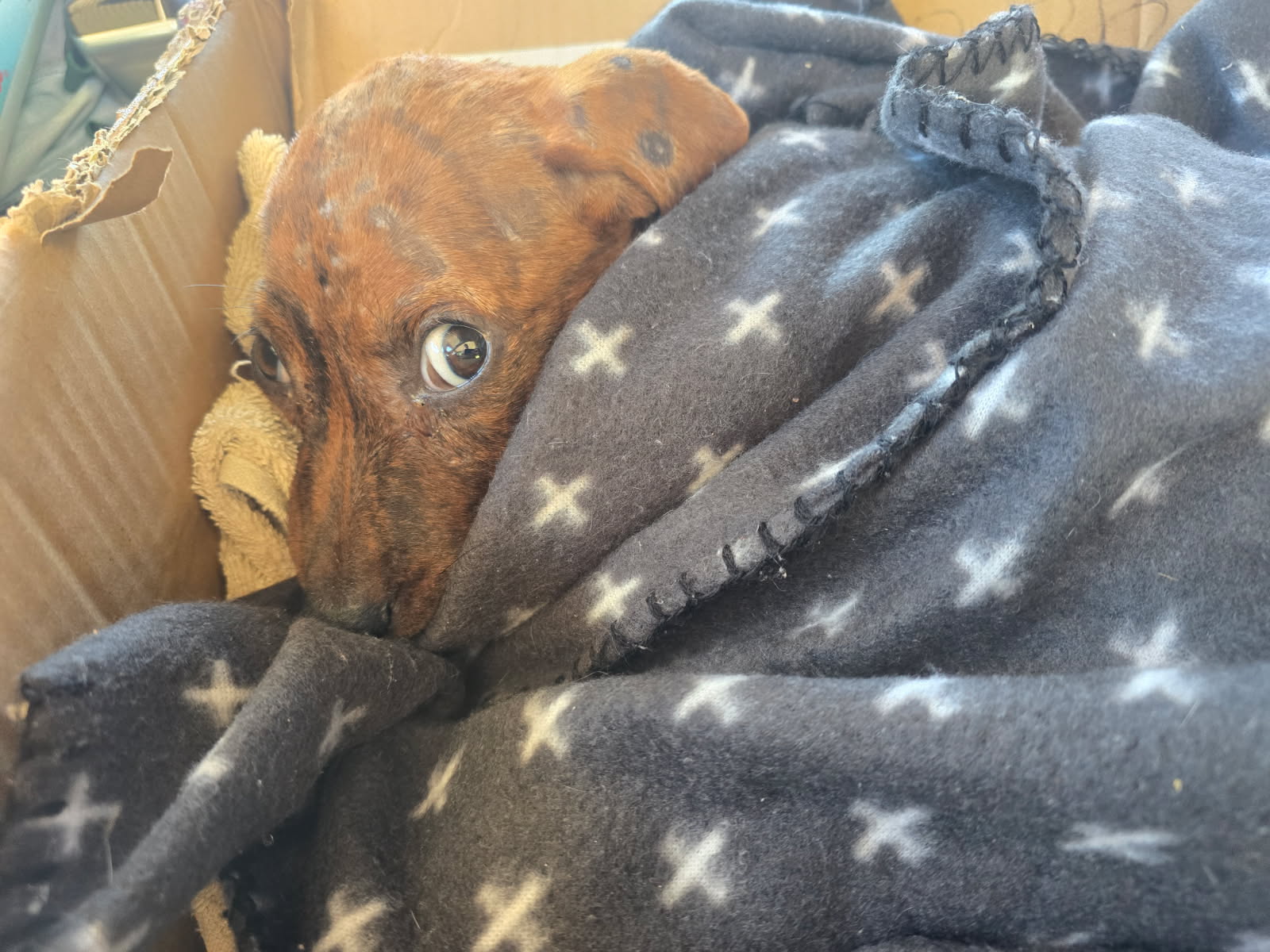 A puppy looking scared under a blanket